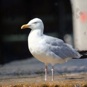 European herring gull on Abbey Road in Dublin