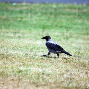 Hooded crow at Corkagh Park in Dublin