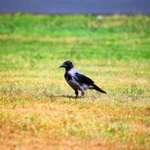 Hooded crow at Corkagh Park in Dublin