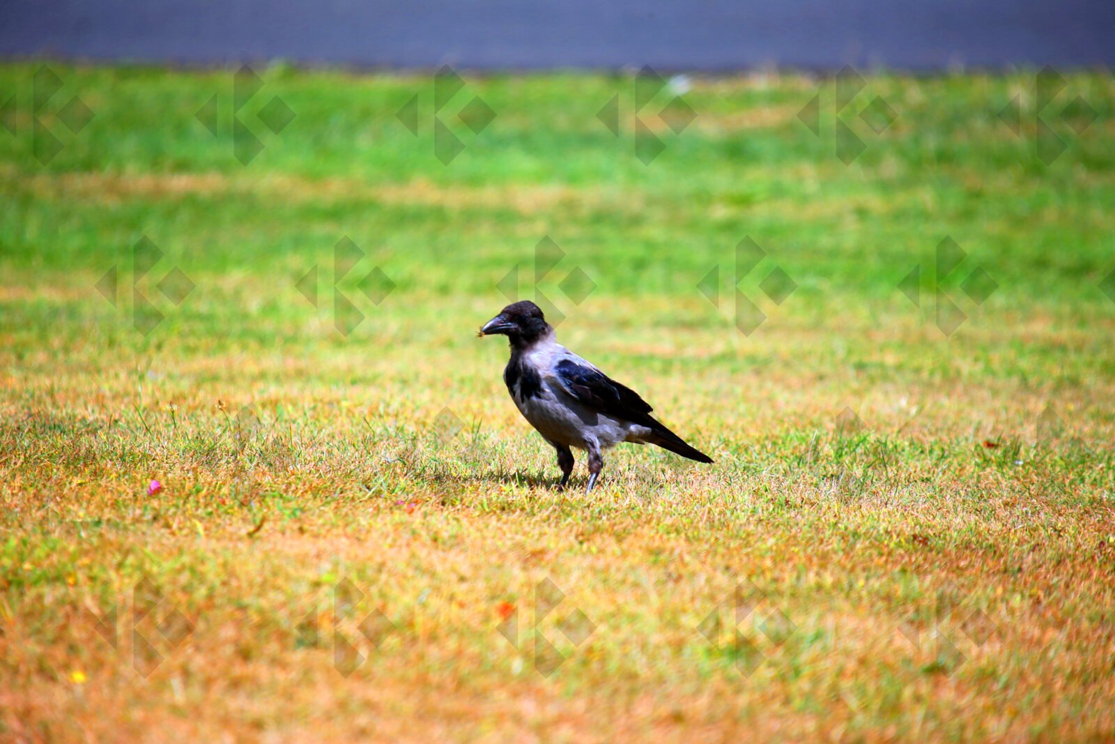 Hooded crow at Corkagh Park in Dublin