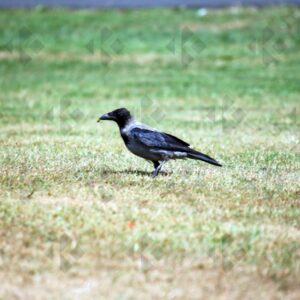 Hooded crow at Corkagh Park in Dublin