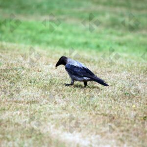 Hooded crow at Corkagh Park in Dublin