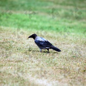 Hooded crow at Corkagh Park in Dublin