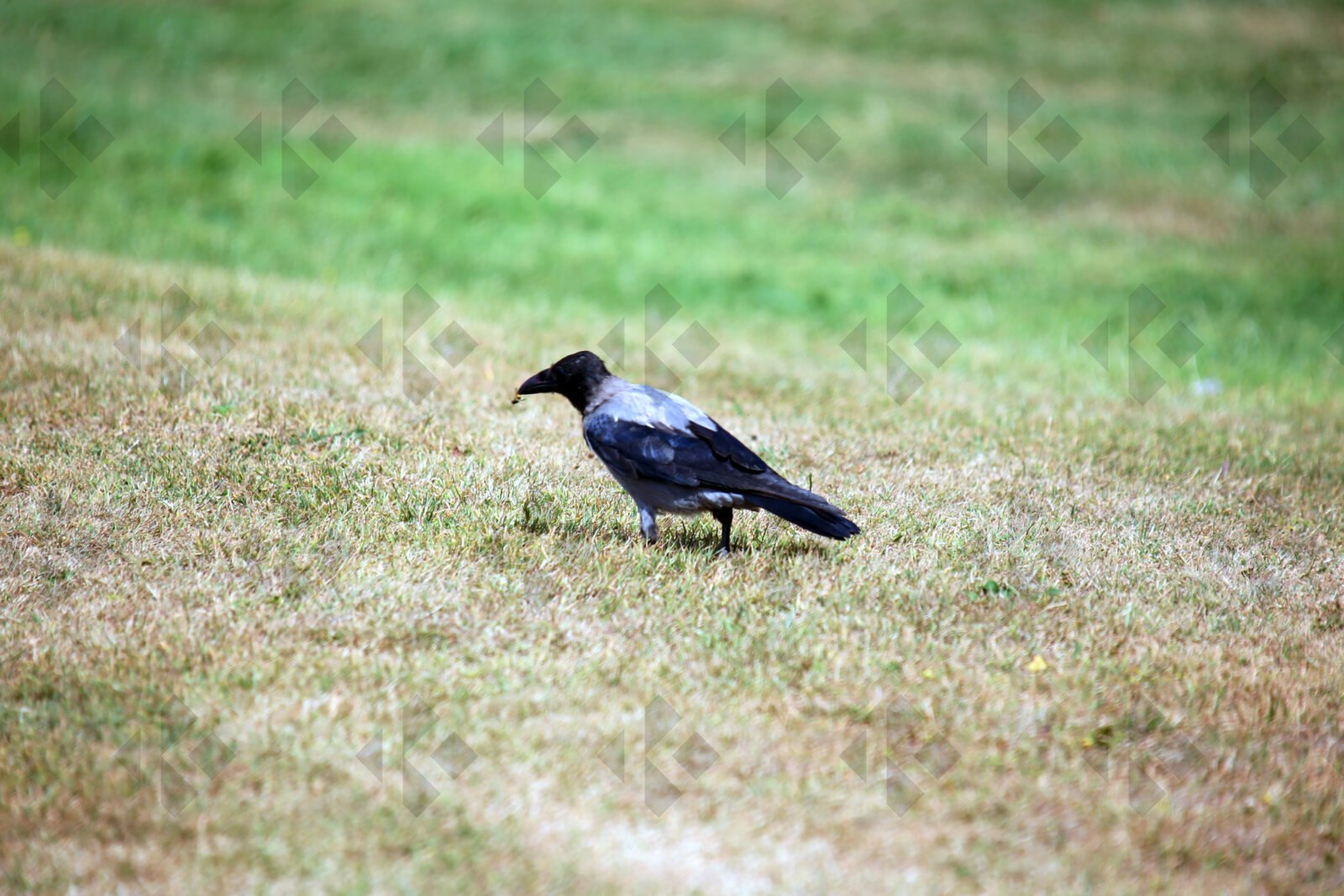 Hooded crow at Corkagh Park in Dublin