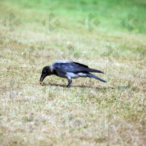 Hooded crow at Corkagh Park in Dublin