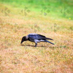 Hooded crow at Corkagh Park in Dublin