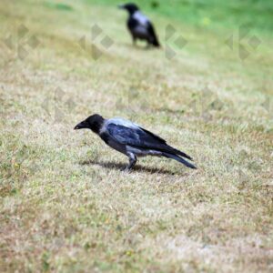 Hooded crow at Corkagh Park in Dublin