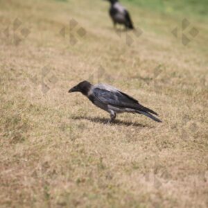 Hooded crow at Corkagh Park in Dublin