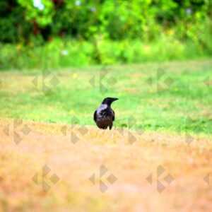 Hooded crow at Corkagh Park in Dublin