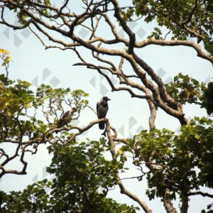 Hooded crow at Corkagh Park in Dublin